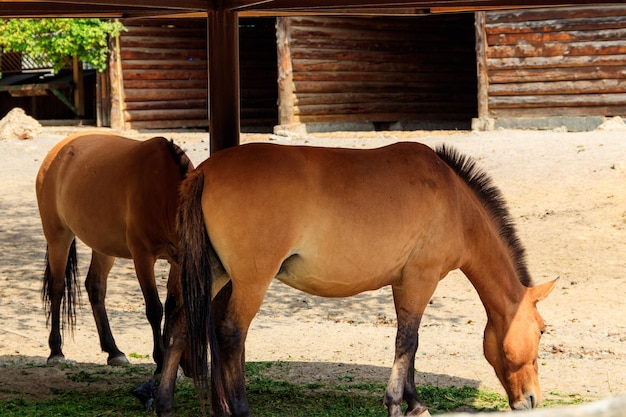 Caballos salvajes de Przewalski en un prado El caballo de Przewalski Equus przewalskii o Equus ferus przewalskii, también llamado caballo salvaje de Mongolia, es un caballo raro y en peligro de extinción.