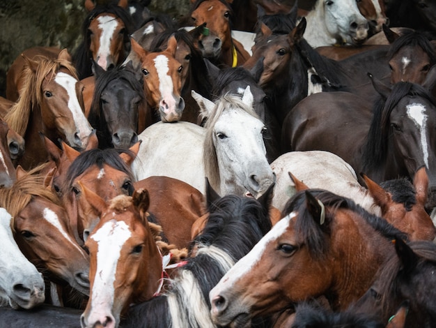 Caballos salvajes durante A Rapa das Bestas en Pontevedra, Galicia