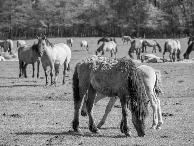 caballos salvajes