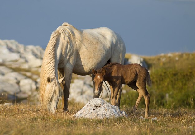 Foto caballos salvajes