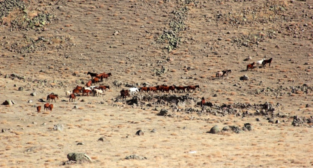 Los caballos salvajes