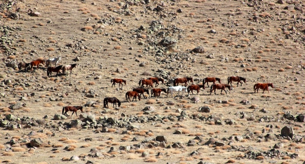 Los caballos salvajes