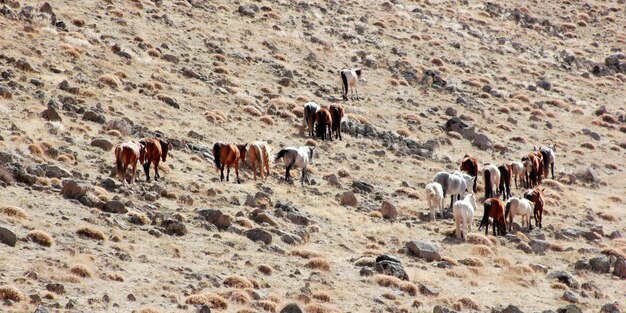 Los caballos salvajes