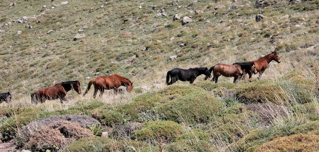 Los caballos salvajes