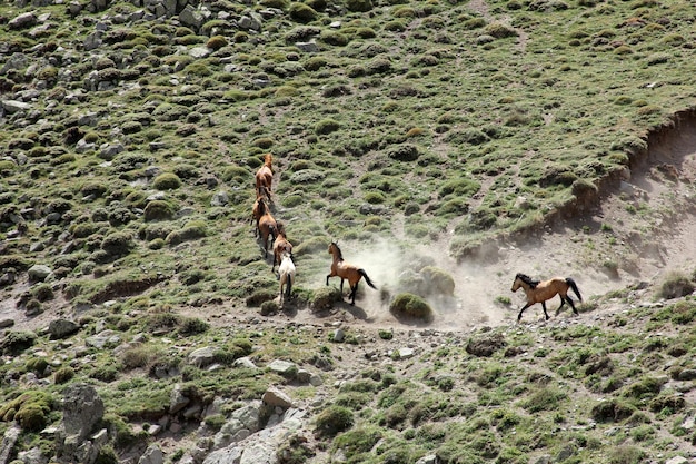 Los caballos salvajes