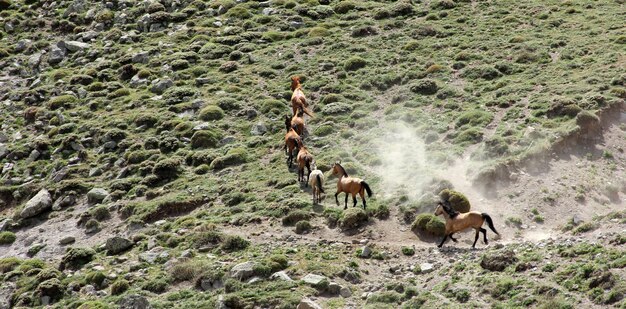 Los caballos salvajes