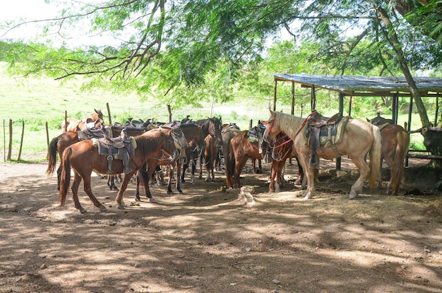 Caballos con sillas de montar.