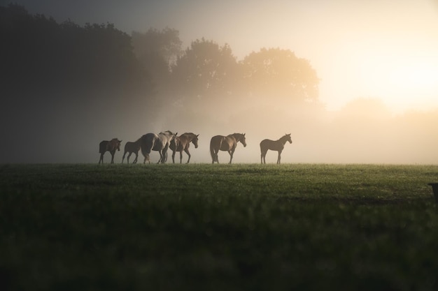 Los caballos de silueta de pie en el campo de hierba contra el cielo durante la puesta de sol