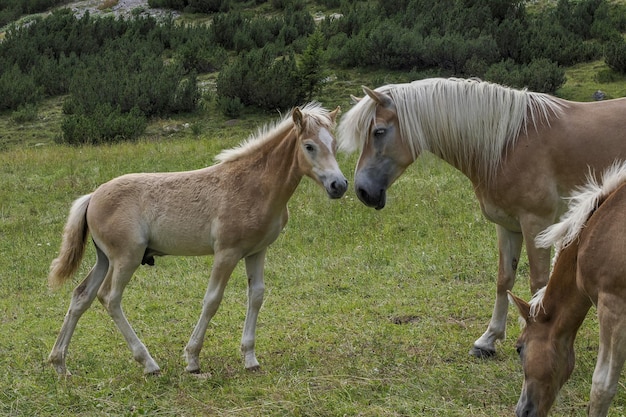 Caballos sobre hierba en el fondo de las montañas dolomitas