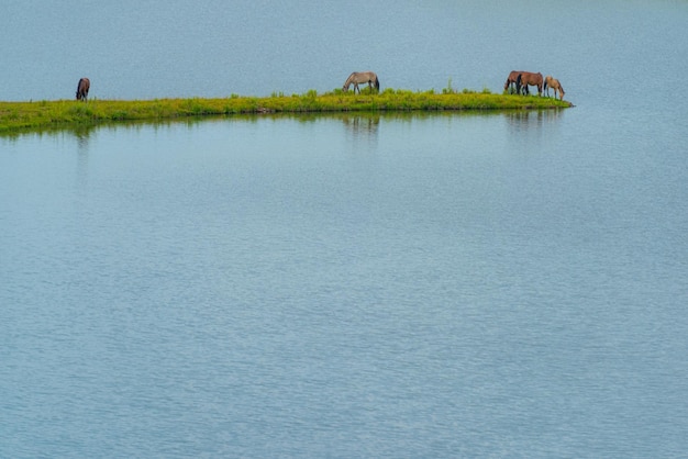 Caballos en las tierras altas de las montañas de Santa Catarina