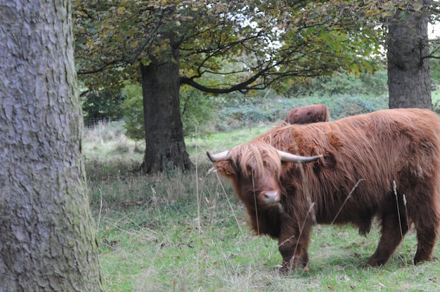 Foto caballos en el tronco del árbol