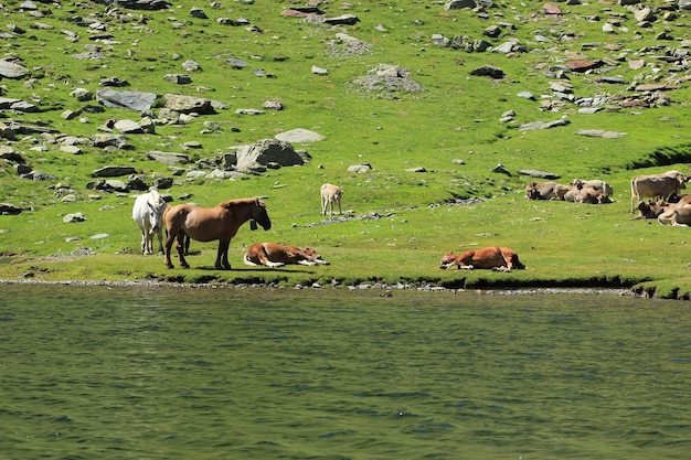 Caballos y vacas corriendo en libertad en el Estany del Port, a 2.034 metros sobre el nivel del mar.