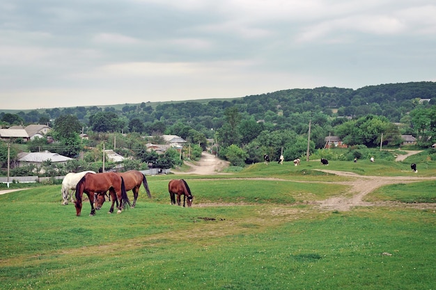 Caballos y vacas pastan en un prado en medio del pueblo