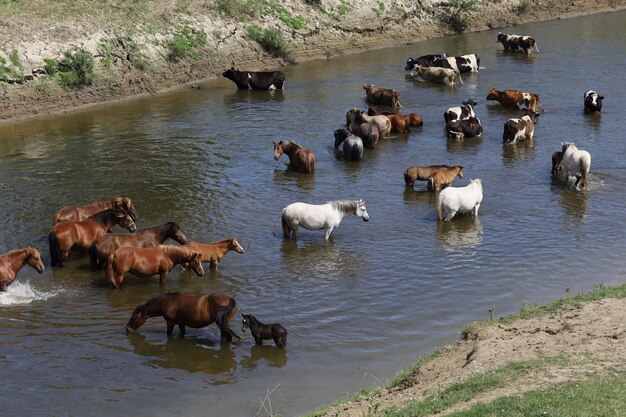 Caballos y vacas en el río en el calor del verano.