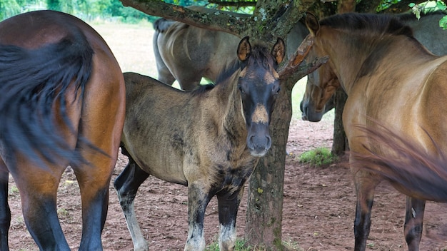 Caballos vistos en una forma de cría de caballos mientras caminaba de vacaciones Un potro