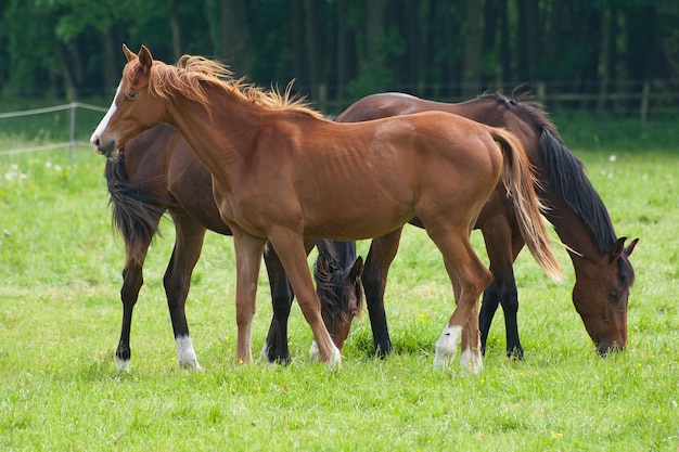 Los caballos en Westfalia