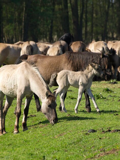 Foto caballos widl en alemania