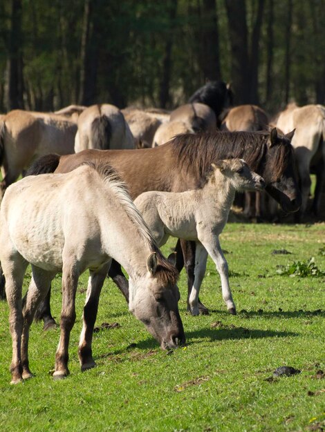 Foto caballos widl en alemania