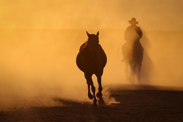 Caballos Yilki corriendo en el campo Kayseri Turquía