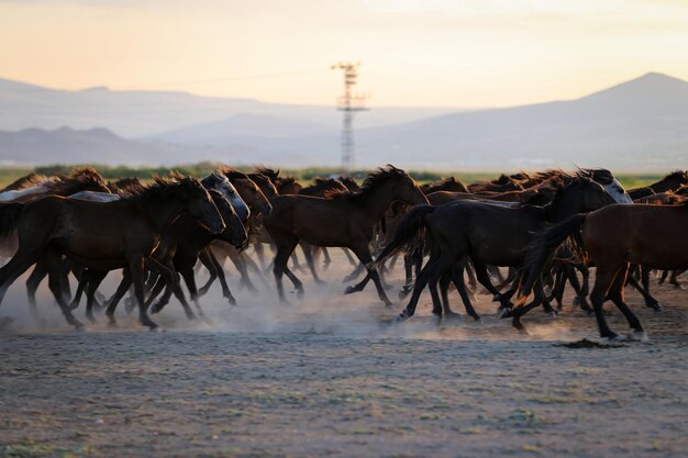 Caballos Yilki corriendo en el campo Kayseri Turquía