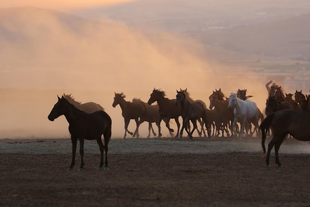 Caballos Yilki corriendo en el campo Kayseri Turquía