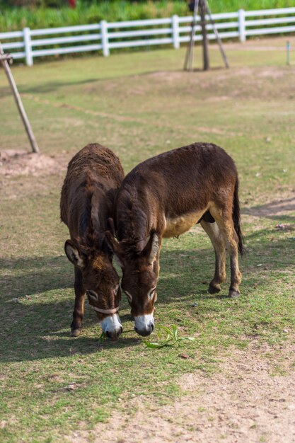 Caballos en el zoo