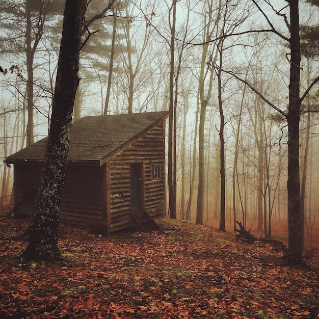 Cabaña en el bosque