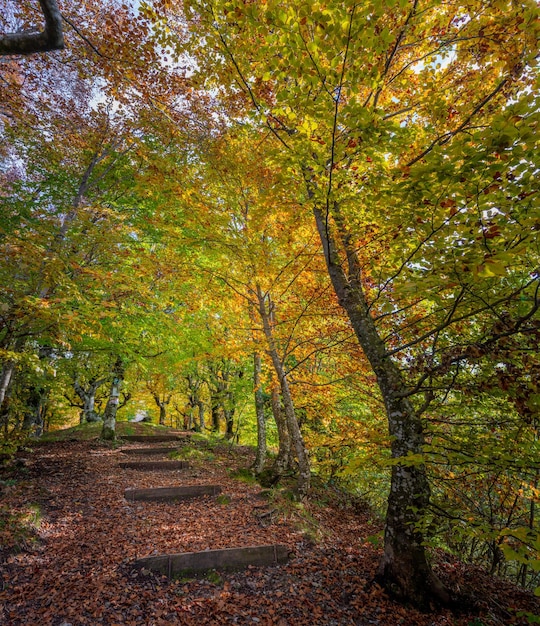 Cabaña en el bosque