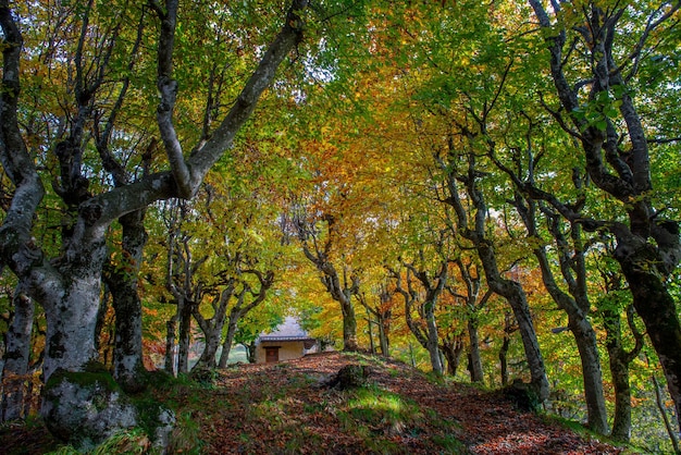 Cabaña en el bosque