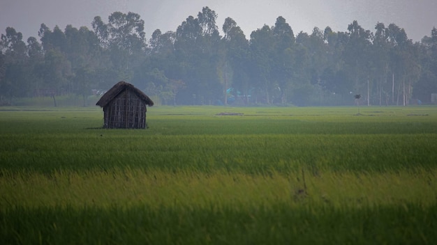 cabaña en campo de arroz Foto Pro