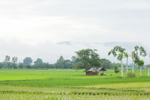 cabaña en los campos de arroz