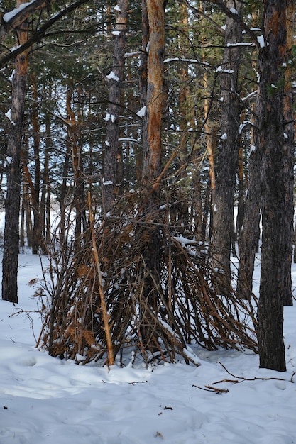 Cabaña construida con ramas de pino en un bosque invernal de pinos para refugiarse y protegerse del climaRefugio para sobrevivir en el bosque