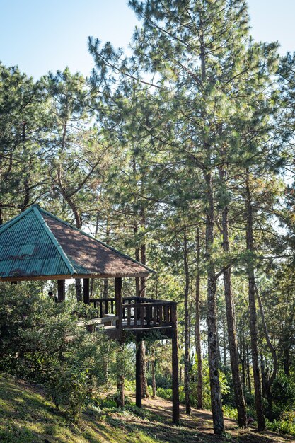 Foto cabana da floresta