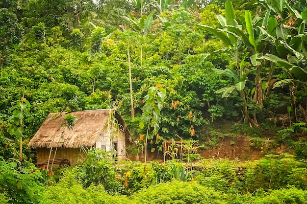 Cabana de bambu de madeira na selva