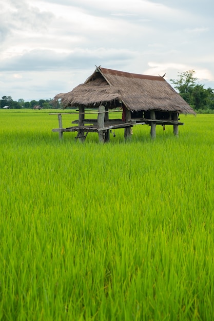 La cabaña está hecha de zinc. Cabaña en campo de arroz.