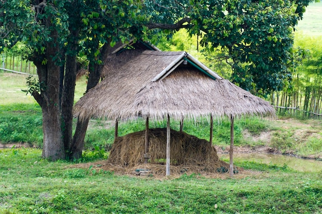 Foto cabana junto às palmeiras no parque