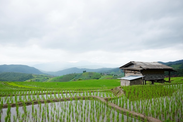 Cabana local e aldeia de hóspedes em campos de arroz em terraços na montanha da tailândia
