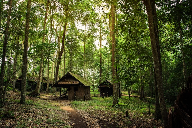 Cabaña de madera vieja en el bosque