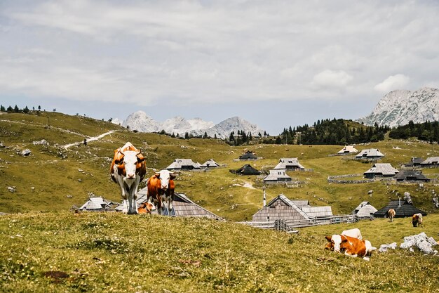 Cabaña de montaña o casa en la colina Velika Planina paisaje de pradera alpina Agricultura ecológica Destino de viaje para caminatas familiares Alpes Kamnik Eslovenia Gran Meseta