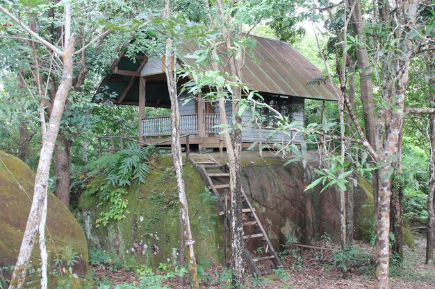 Foto una cabaña en el parque nacional phu sang