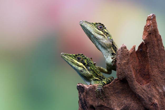 Cabeça aproximada do lagarto Pseudocalotes com fundo natural