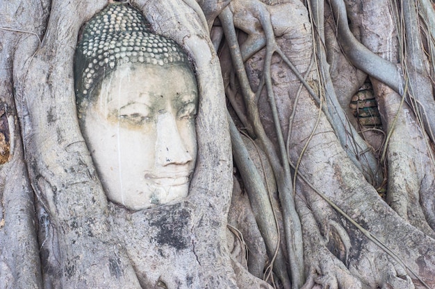 Cabeça da estátua de Buda nas raízes das árvores no templo Wat Mahathat Ayutthaya Tailândia