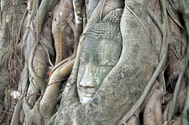 Cabeça da estátua de buddha na árvore em ayutthaya, tailândia.