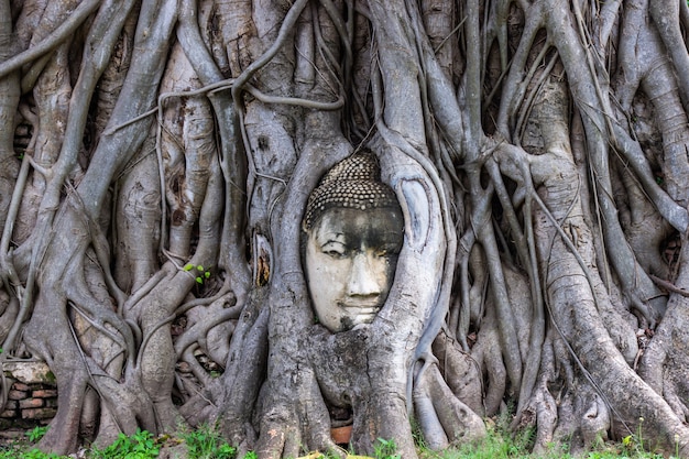 Cabeça da estátua de Buddha na raiz da árvore do bodhi em Wat Mahathat em Ayutthaya Tailândia.