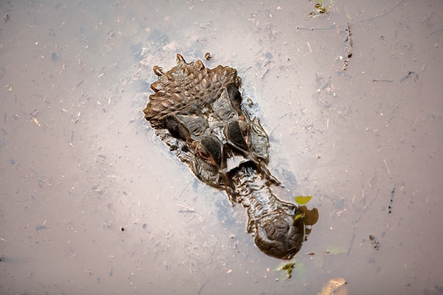 Cabeça de alligaton no rio amazonas