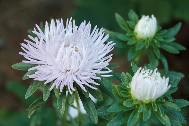 Cabeça de áster branco no jardim