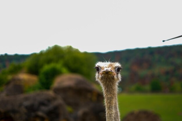 Foto cabeça de avestruz olhando para a câmera