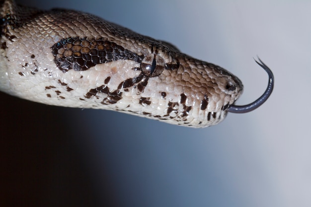 Foto cabeça de boa constrictor