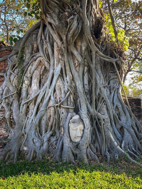 Cabeça de Buda antiga na árvore de raízes no templo Mahathat Ayutthaya Tailândia