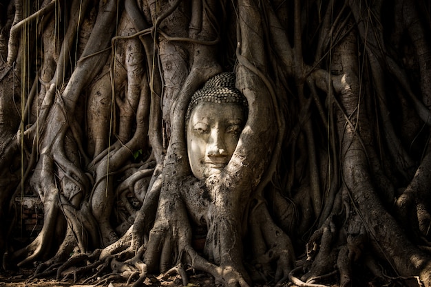 Cabeça de Buda coberta por raízes de uma árvore em Ayutthaya, Tailândia